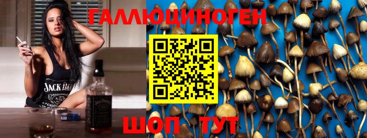 Норильск  Галлюциногенные грибы Psilocybe  Вход с VPN 